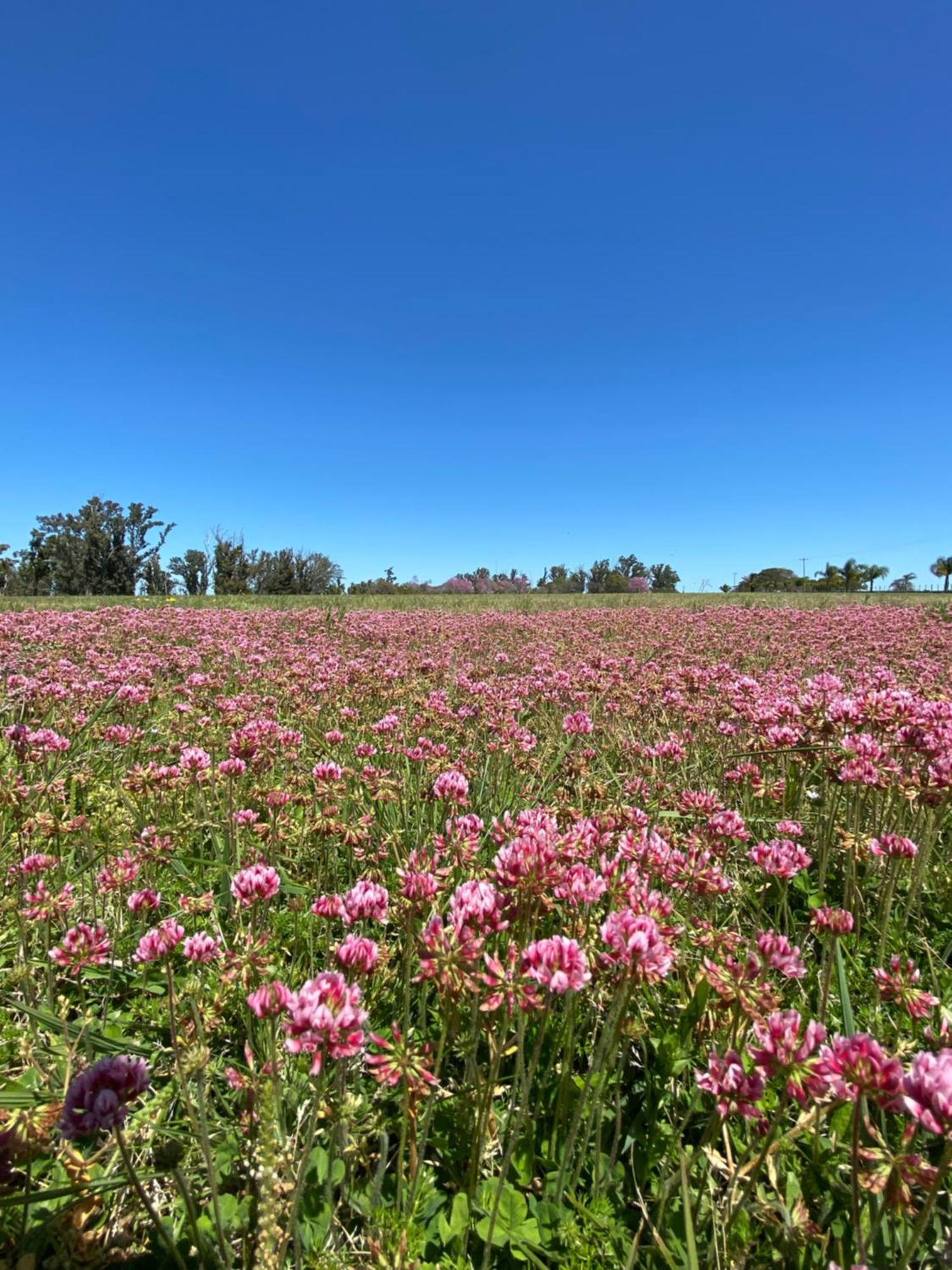 Estancia La Violeta Chajarí Buitenkant foto