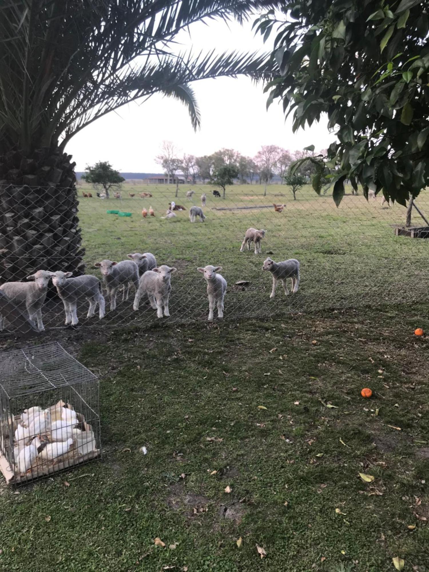 Estancia La Violeta Chajarí Buitenkant foto